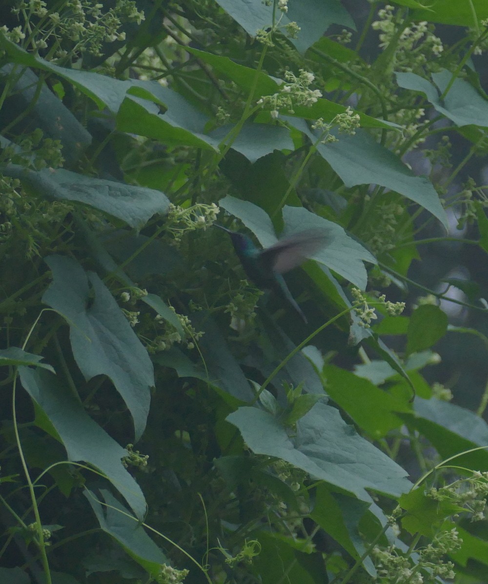 Colibri thalassin - ML647084872