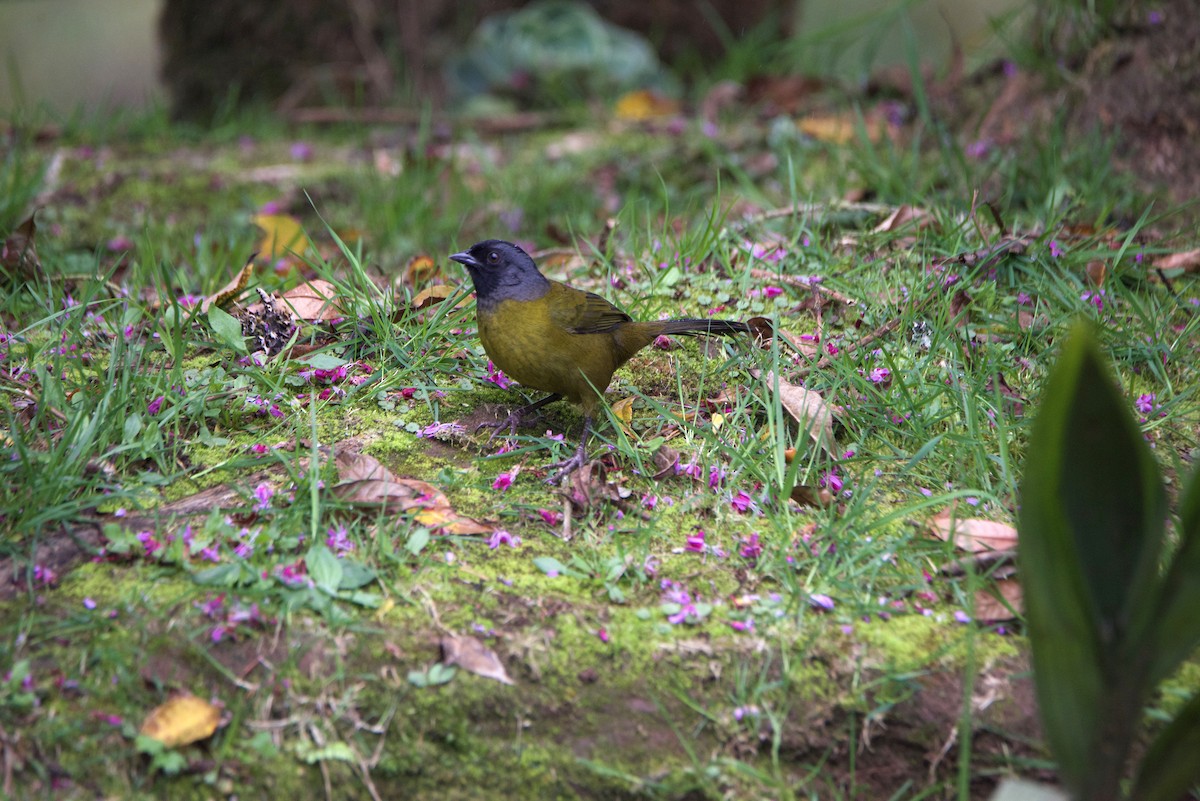 Пасовник великоногий - ML647084891
