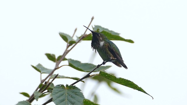 Wine-throated Hummingbird - ML647084892