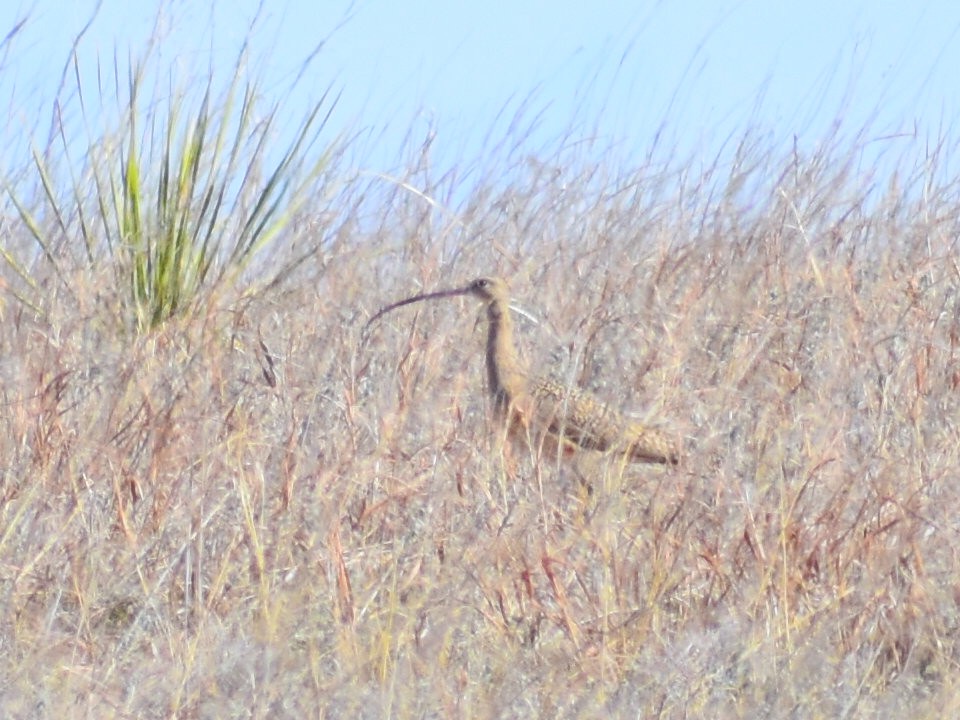 Кульон американський - ML647084901