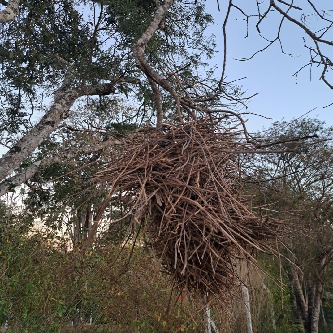 Rufous-fronted Thornbird - ML647084903