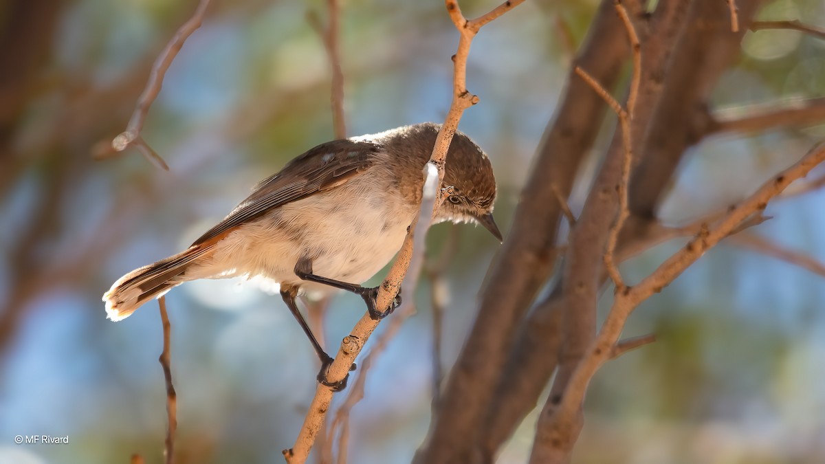 Chestnut-rumped Thornbill - ML647084909
