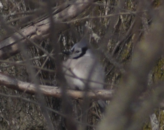 Blue Jay - ML647084910