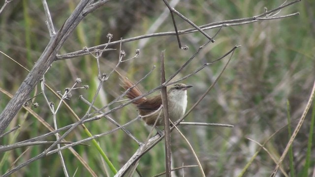 Straight-billed Reedhaunter - ML647084911