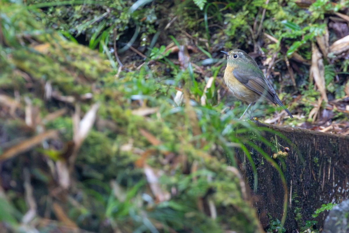 Robin de Johnstone - ML647084916