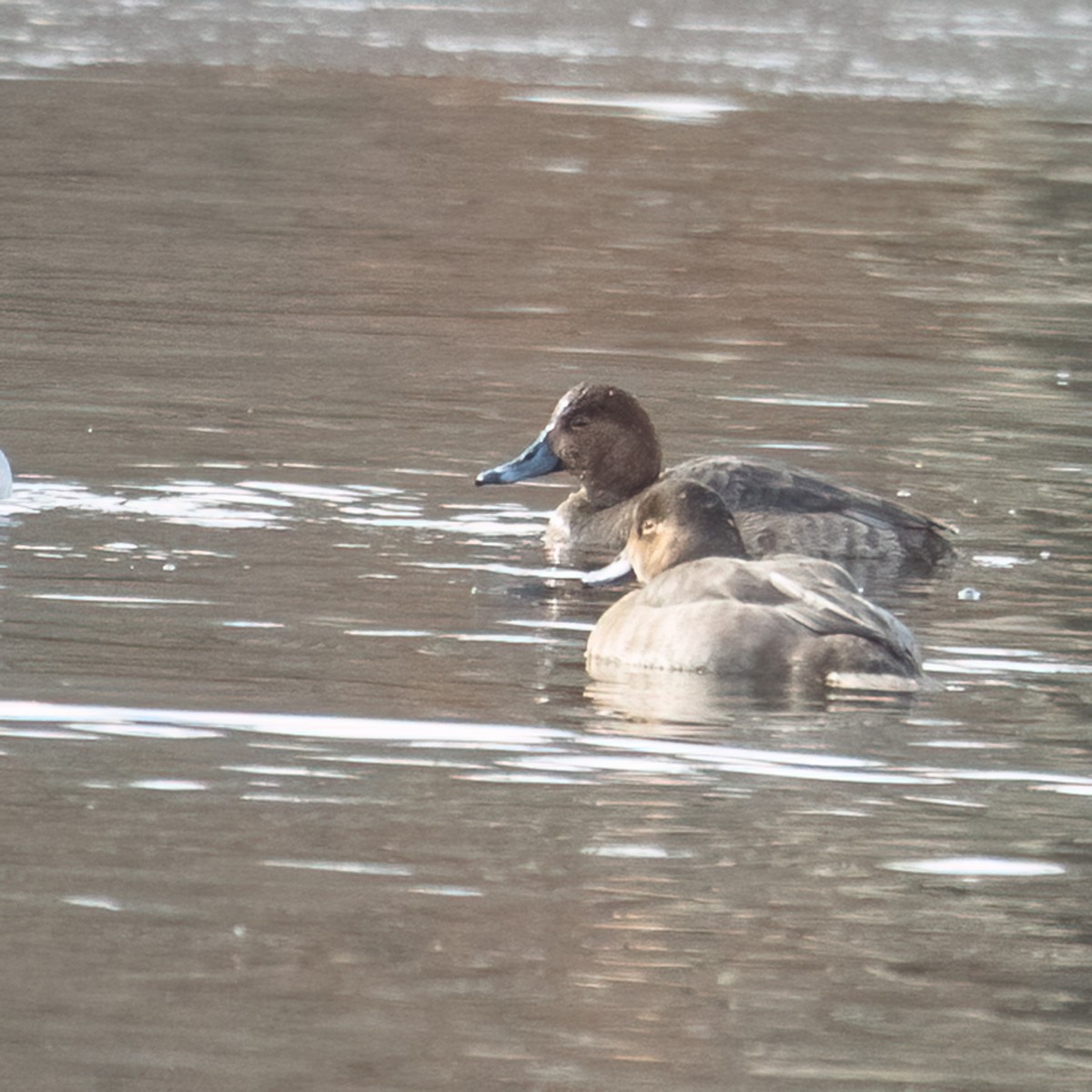 Canvasback - ML647084927