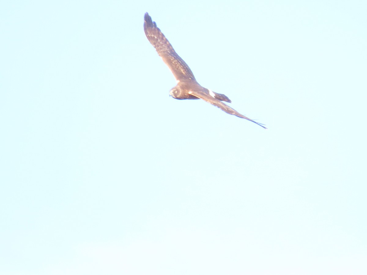 Лунь американський - ML647084928