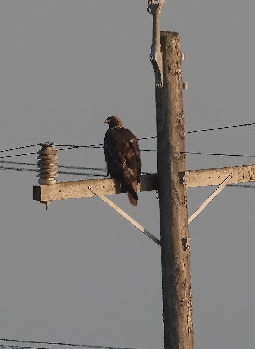 Golden Eagle - ML647084930