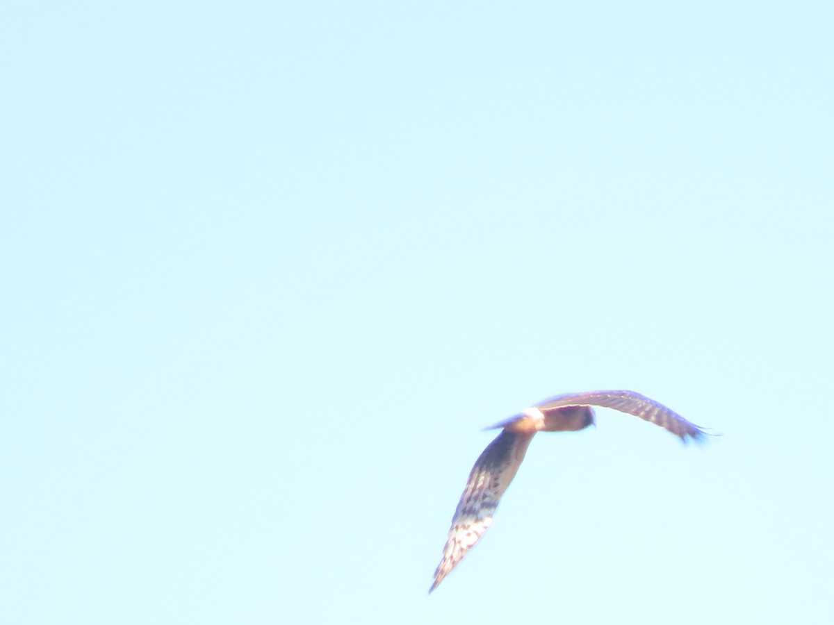 Лунь американський - ML647084931