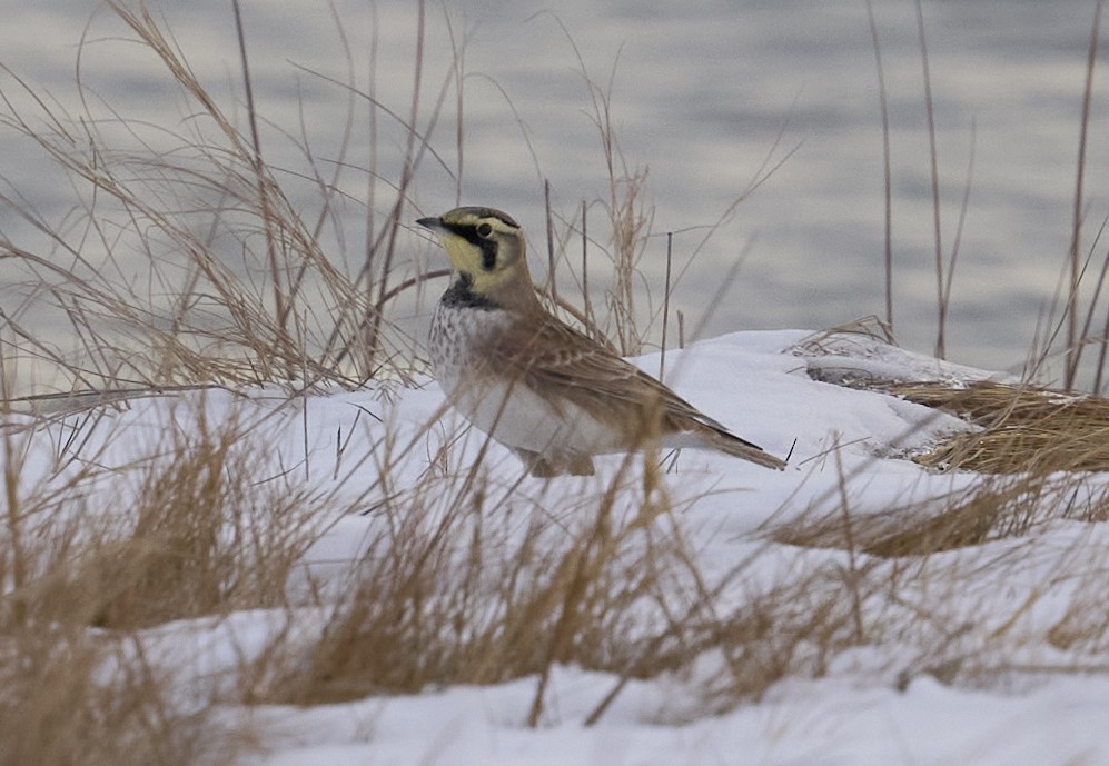 Alondra Cornuda - ML647084932