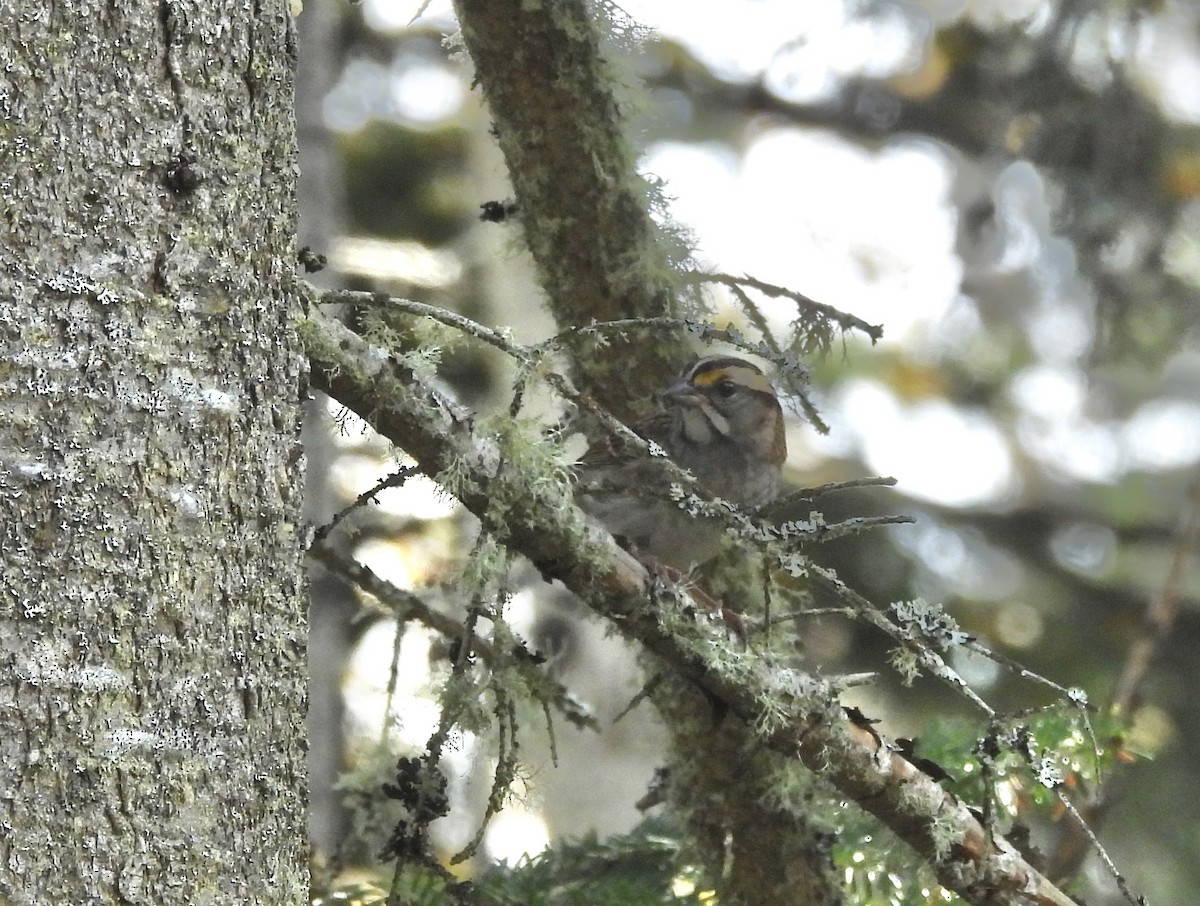 White-throated Sparrow - ML647084933