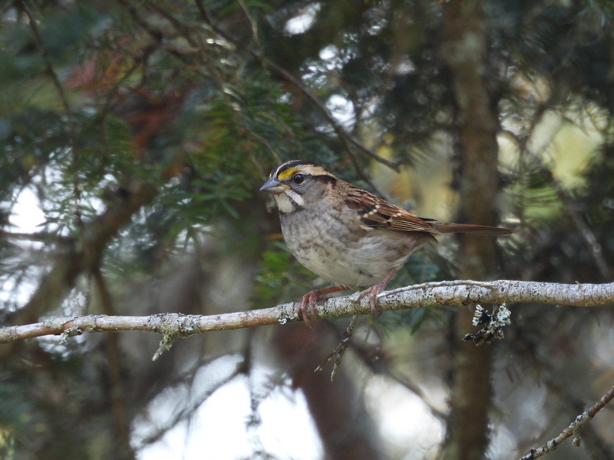 White-throated Sparrow - ML647084934