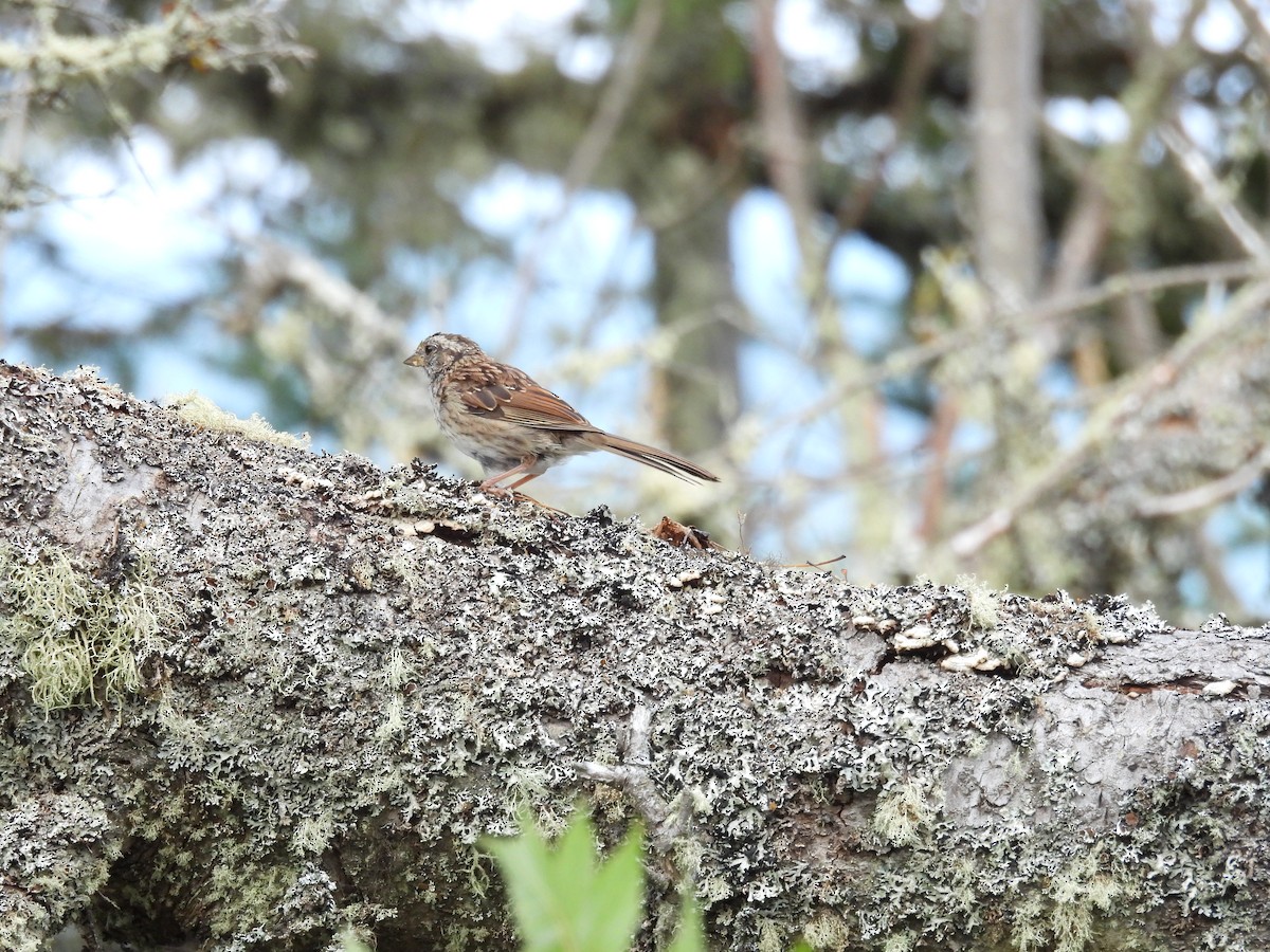 White-throated Sparrow - ML647084936
