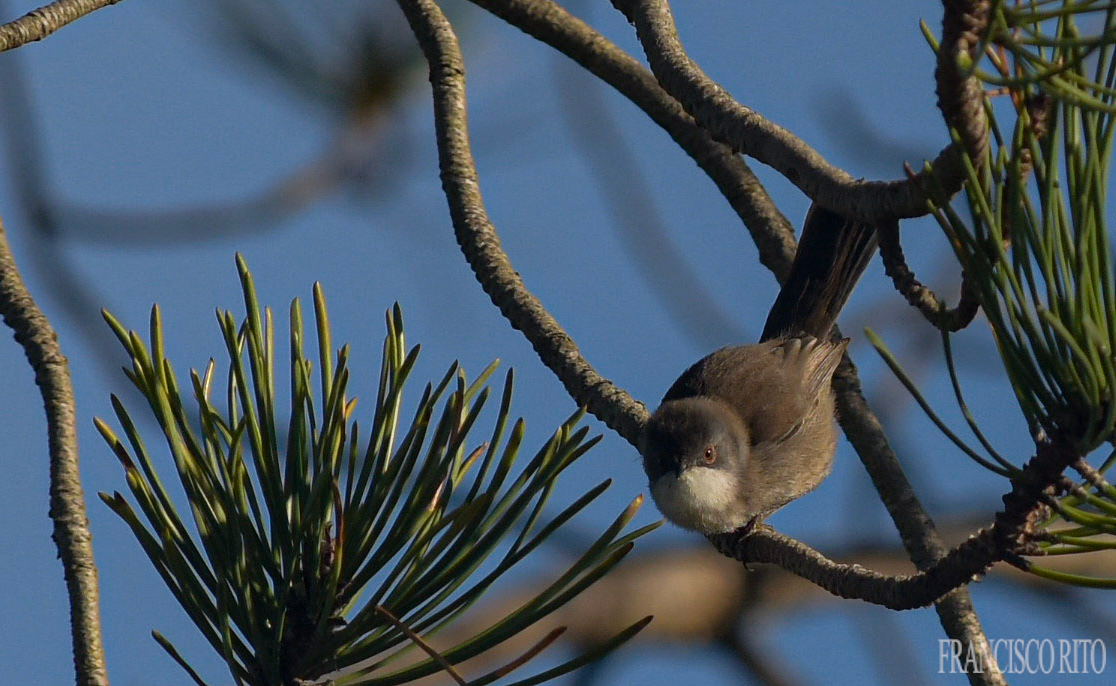 Sardinian Warbler - ML647084938