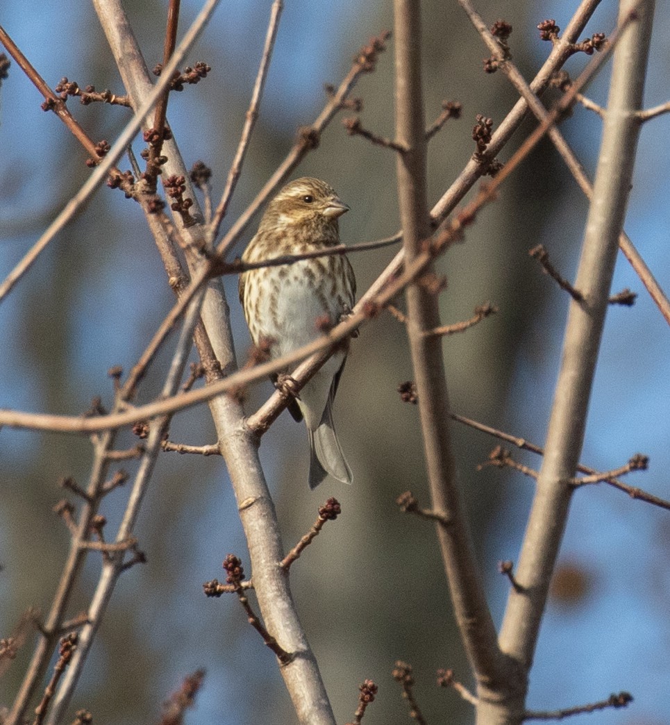 Purple Finch - ML647084948