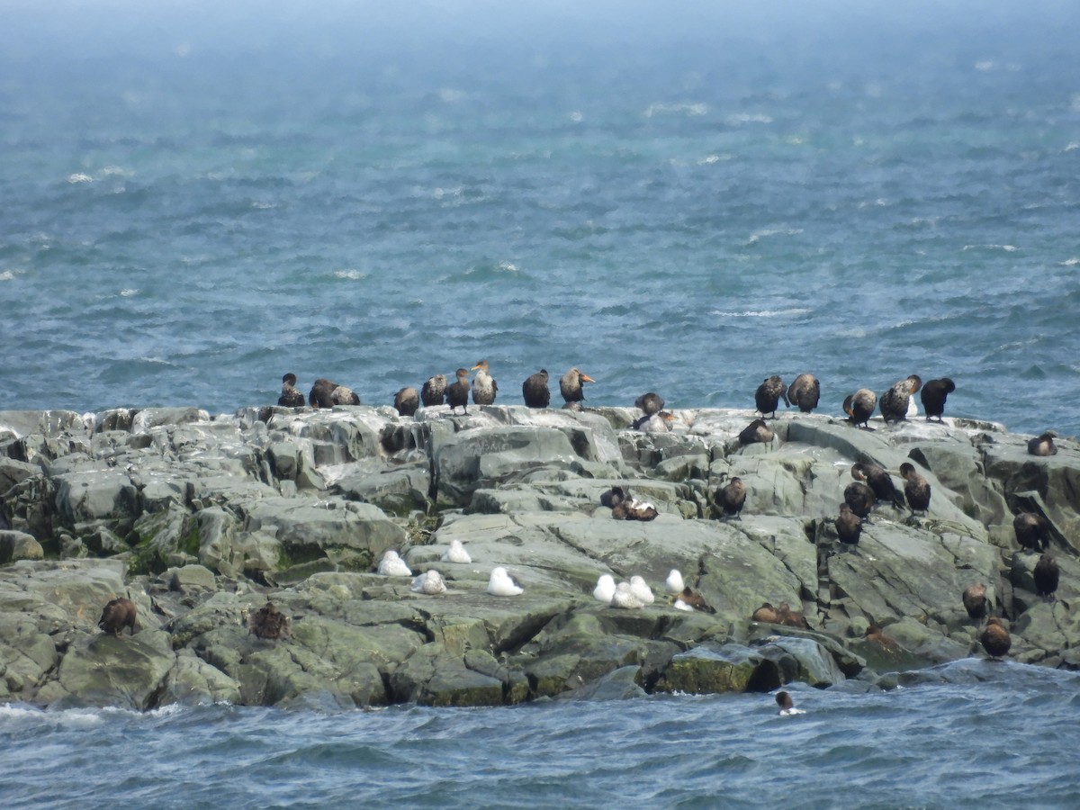 Double-crested Cormorant - ML647084953