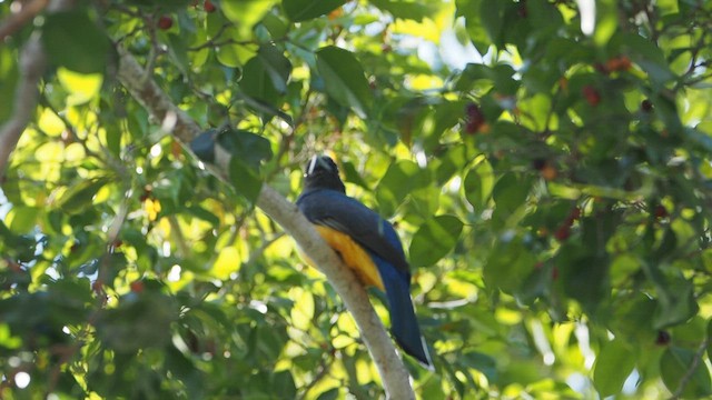 Citreoline Trogon - ML647084954