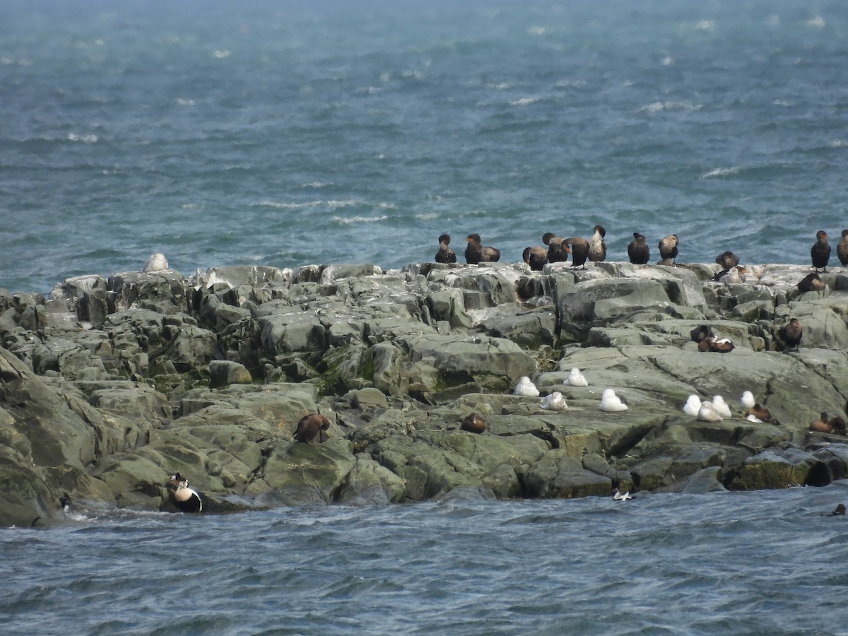 Double-crested Cormorant - ML647084957