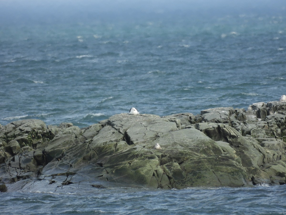 Great Black-backed Gull - ML647084960