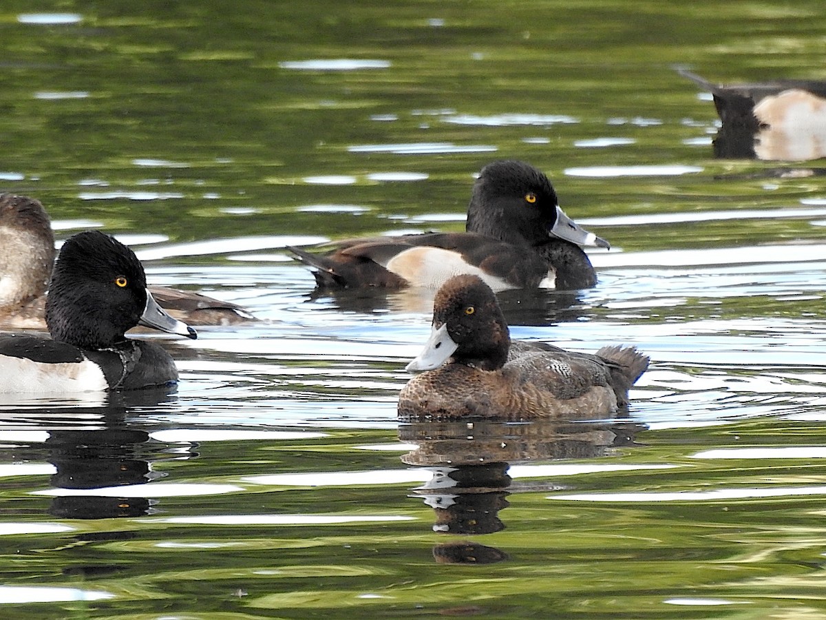 Lesser Scaup - ML647084966