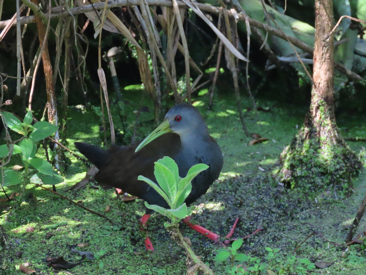 Пастушок світлогорлий - ML647084972