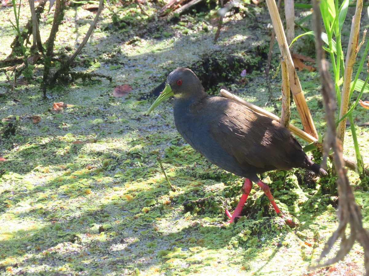 Пастушок світлогорлий - ML647084973