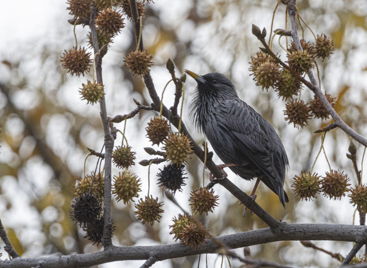 זרזיר שחור - ML647084975
