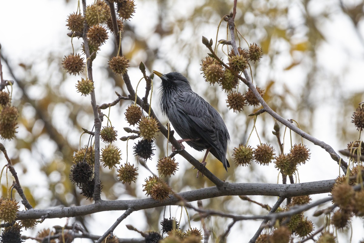 זרזיר שחור - ML647084976