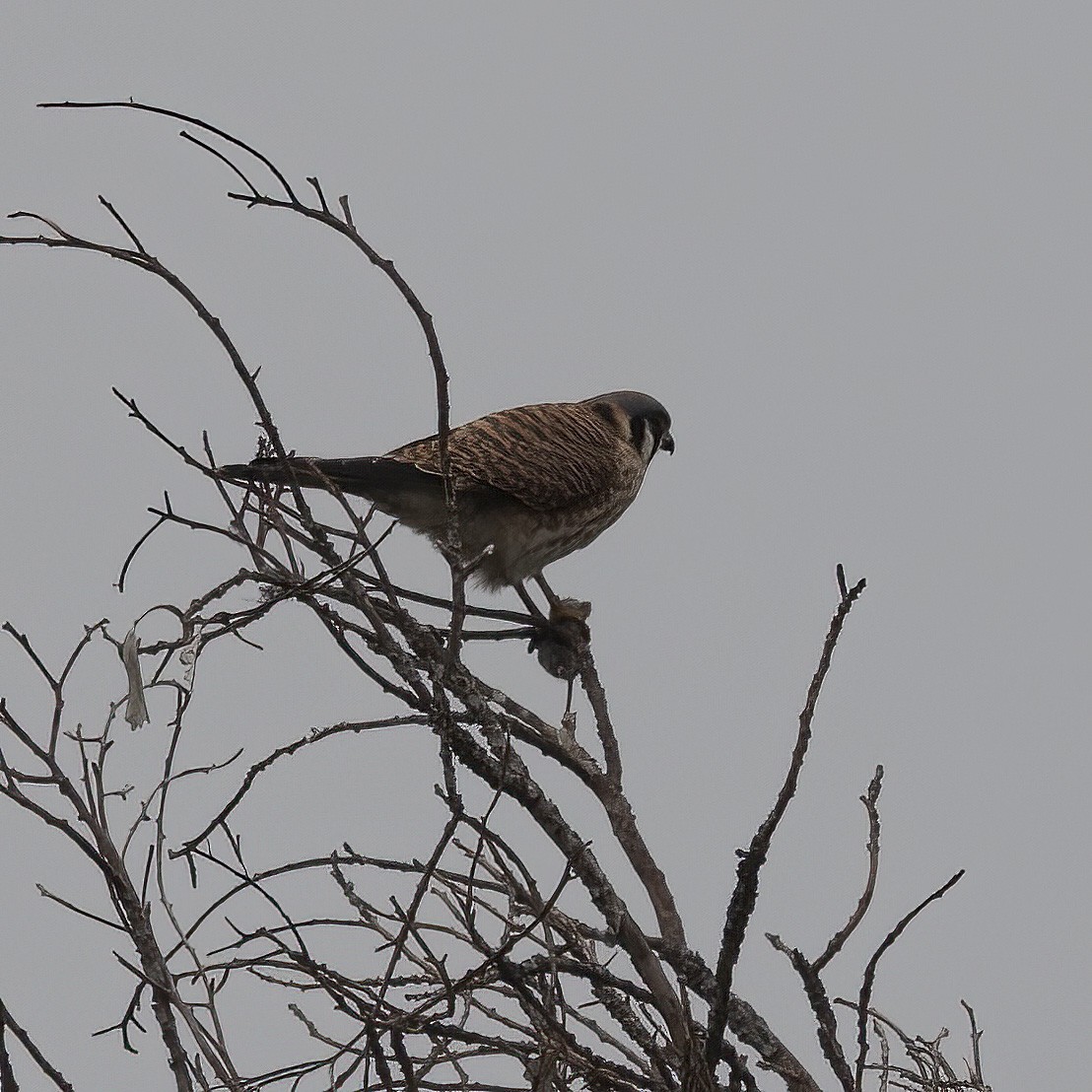 American Kestrel - ML647084980
