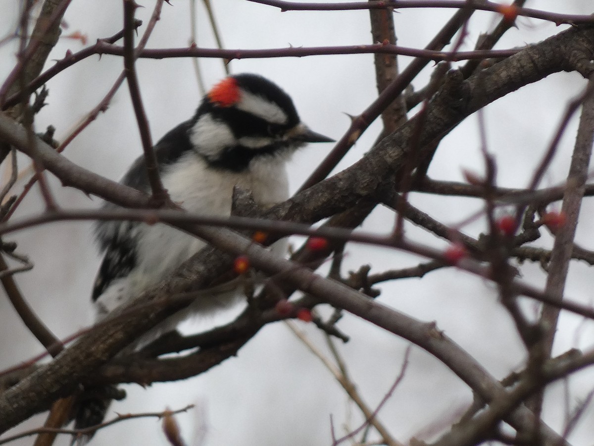 セジロコゲラ - ML647084995