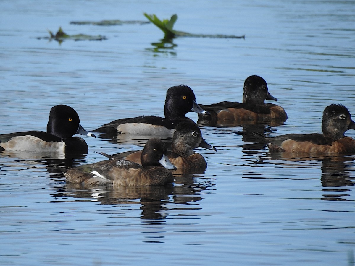 Lesser Scaup - ML647085002