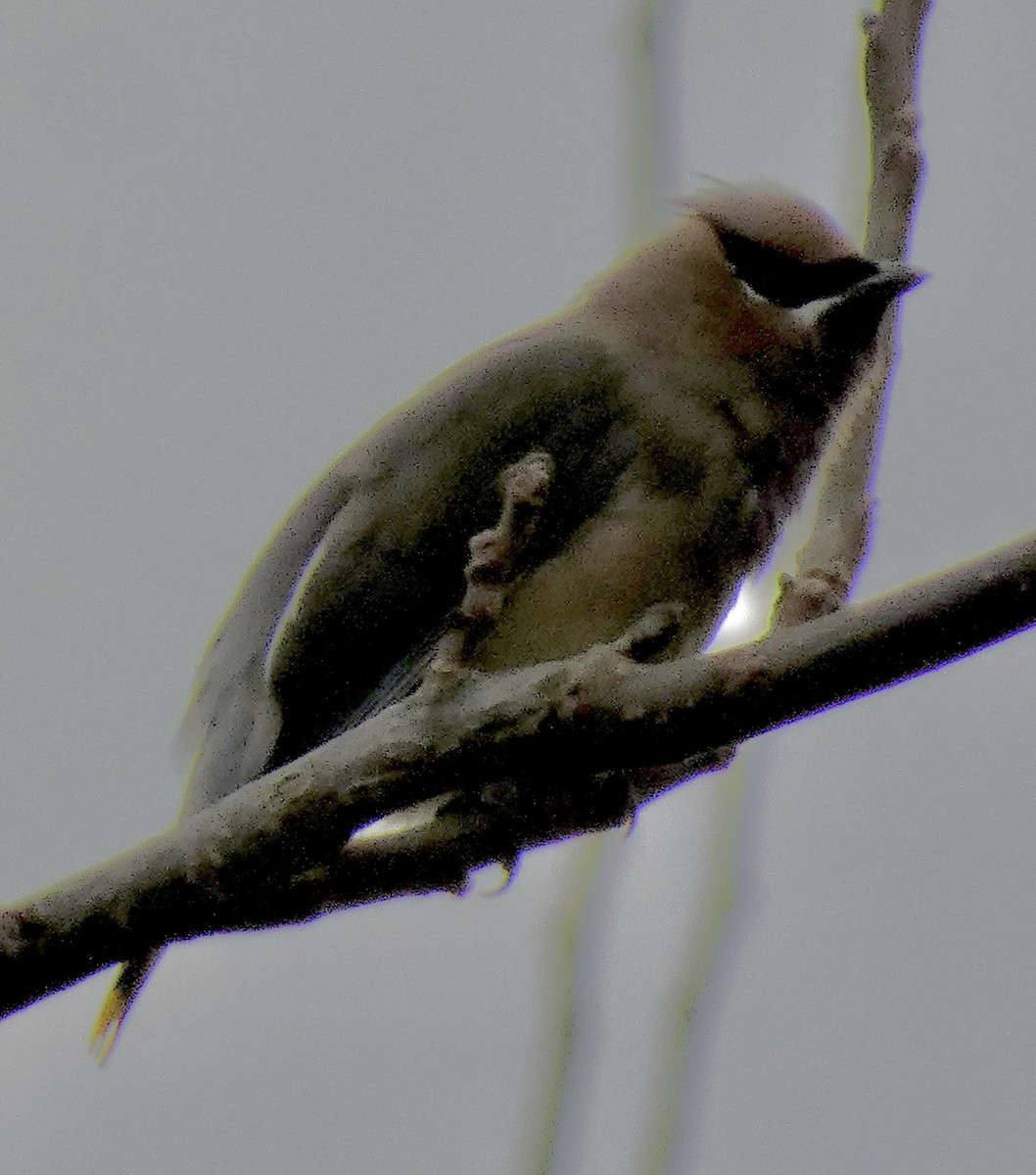 ヒメレンジャク - ML647085013