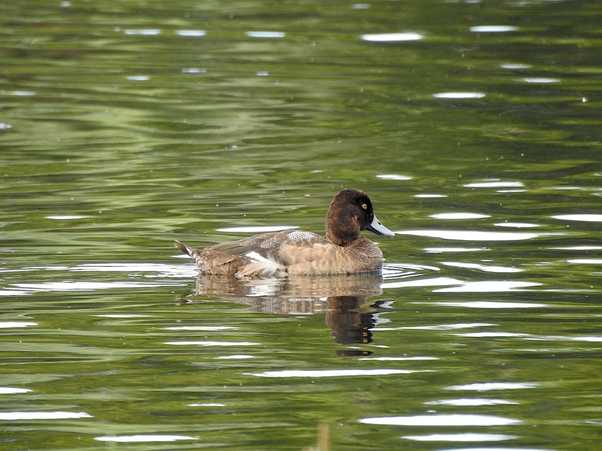 Lesser Scaup - ML647085015