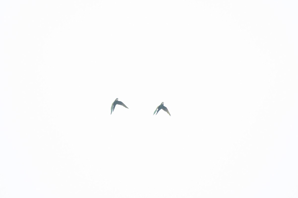 Амазон тринідадський - ML647085016