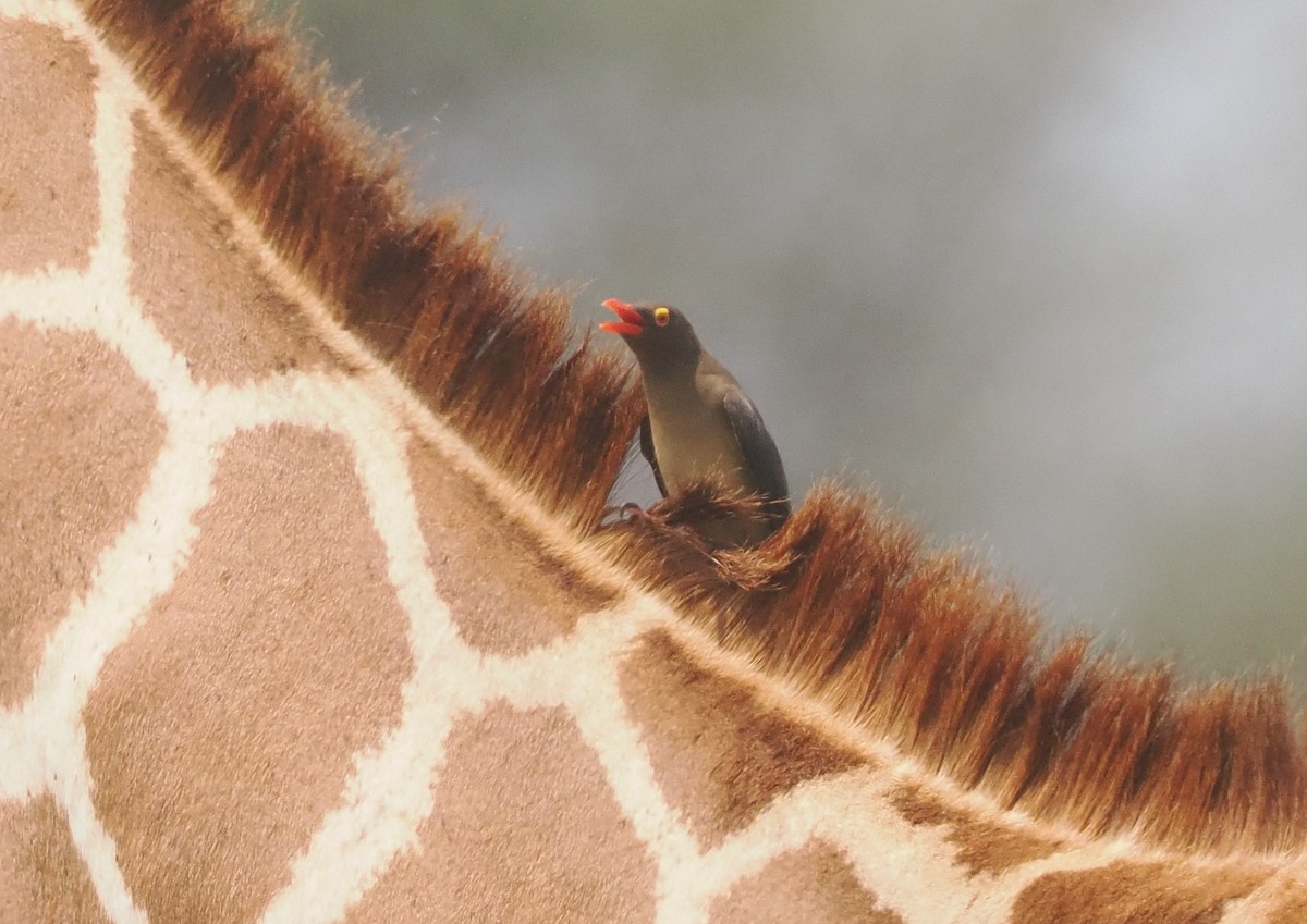 rødnebboksehakker - ML647085018