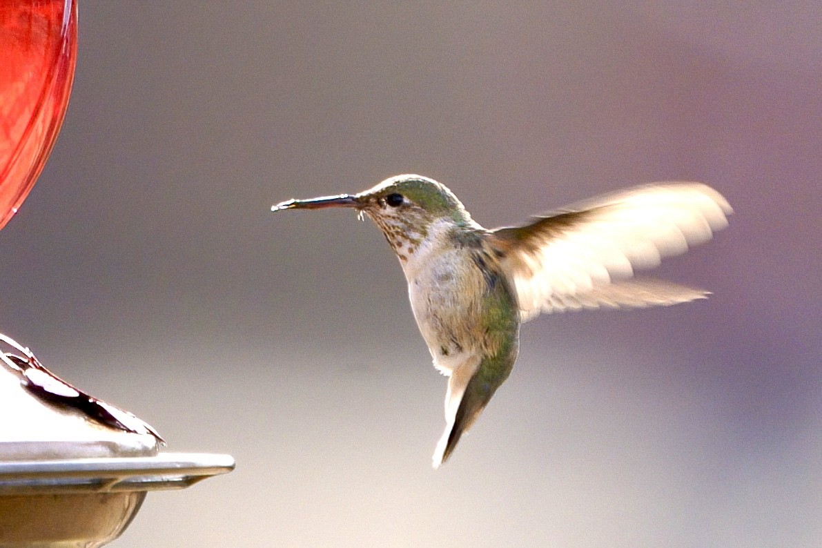 Calliope Hummingbird - ML647085019