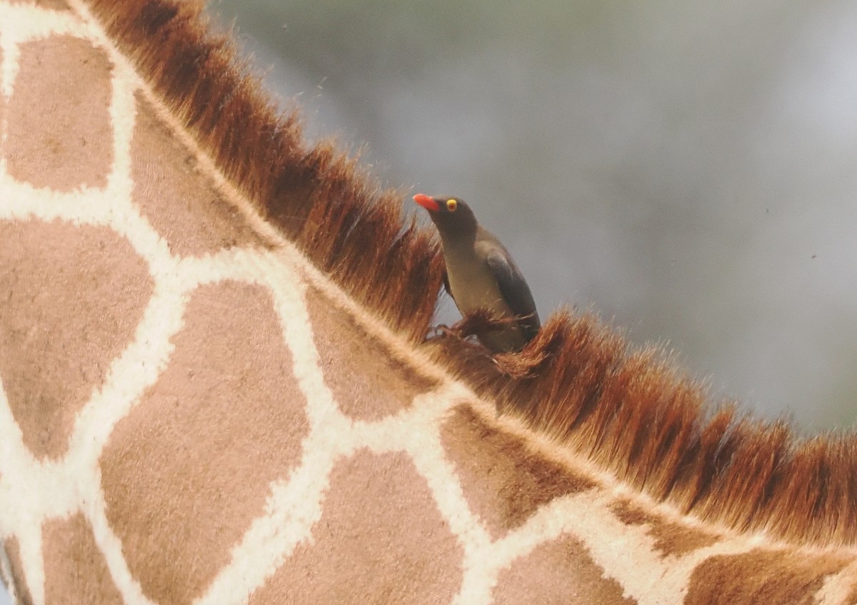 rødnebboksehakker - ML647085023