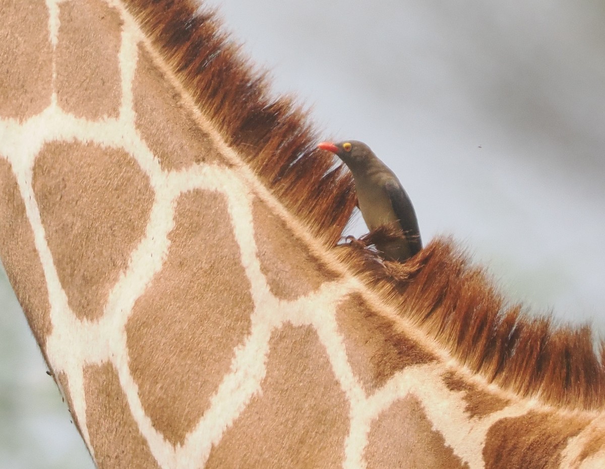 rødnebboksehakker - ML647085025