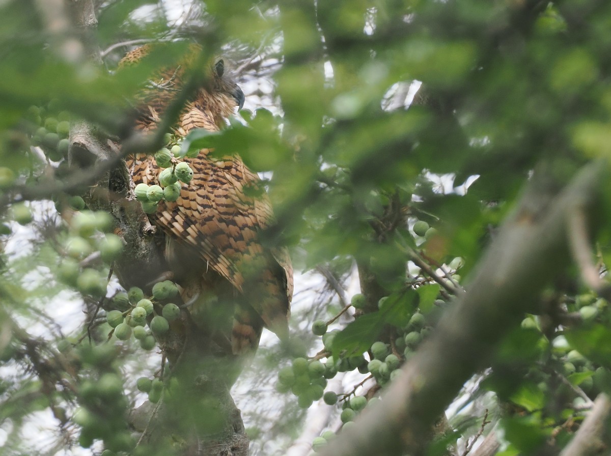 Pel's Fishing-Owl - ML647085027