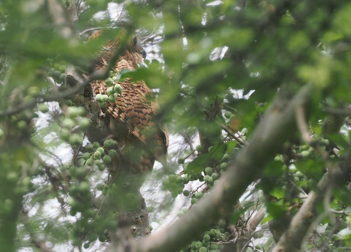 Pel's Fishing-Owl - ML647085030