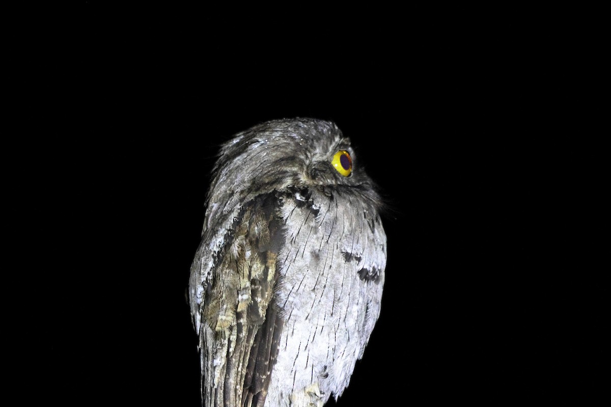 Mexikotagschläfer - ML647085033