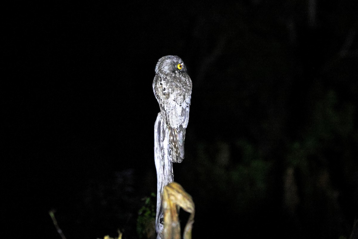 Mexikotagschläfer - ML647085034