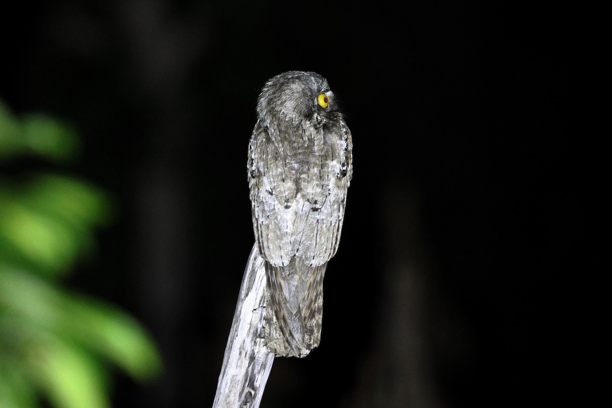 Mexikotagschläfer - ML647085039