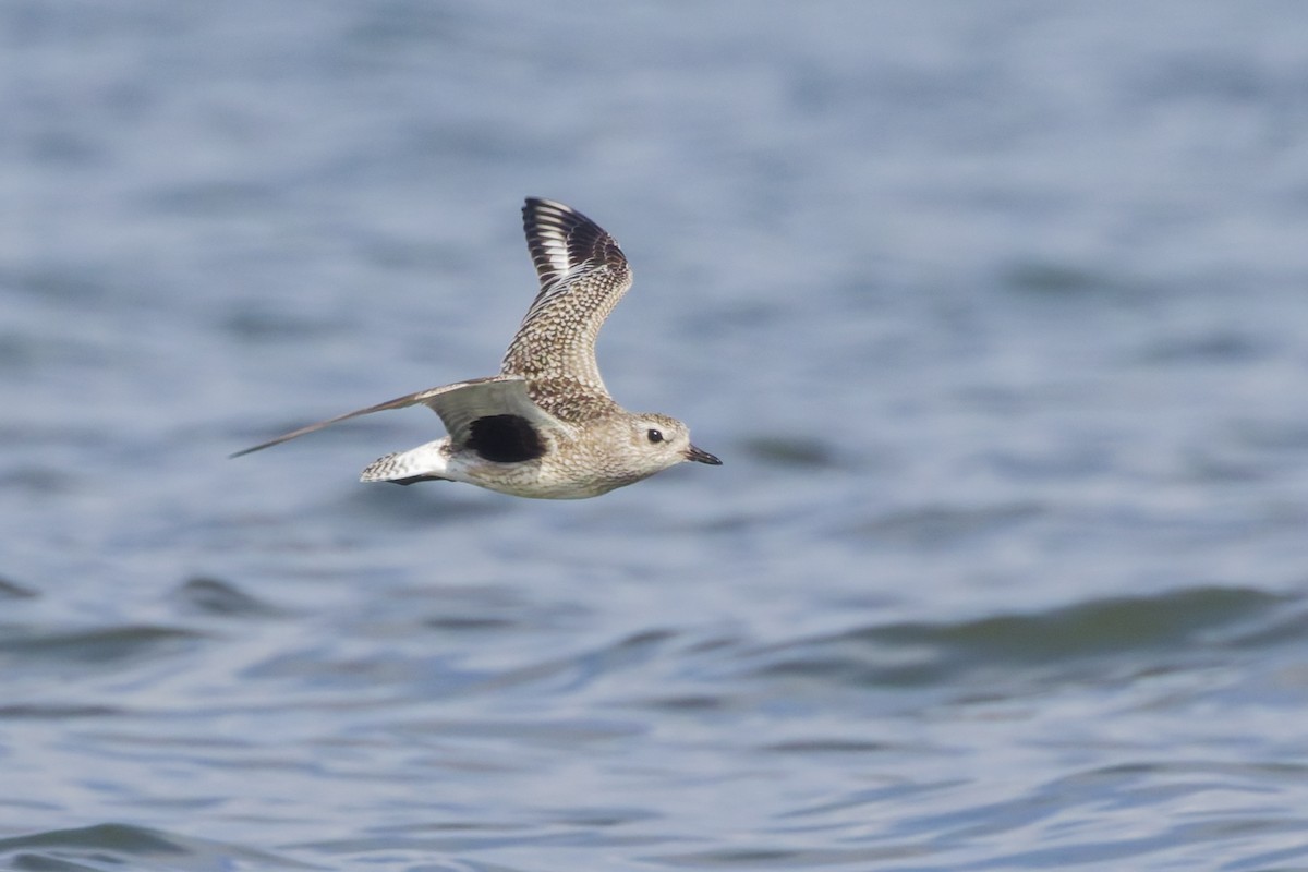 Сивка морська - ML647085047