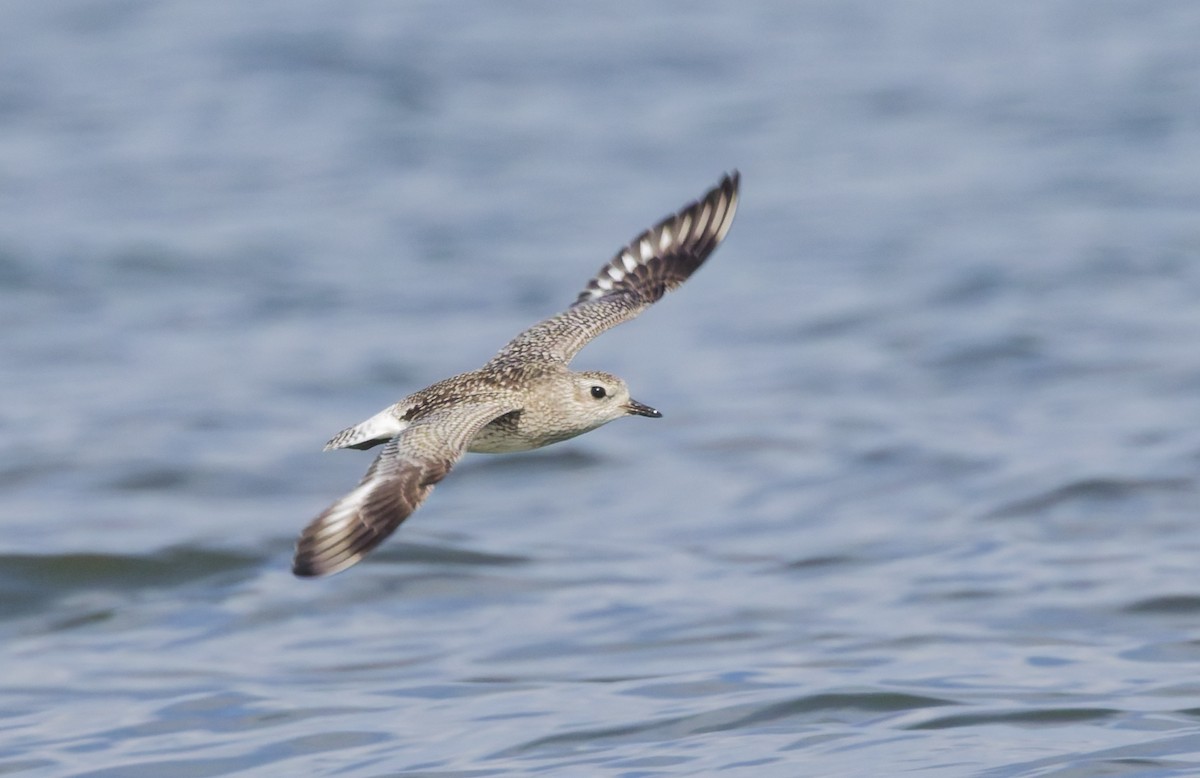 Сивка морська - ML647085048