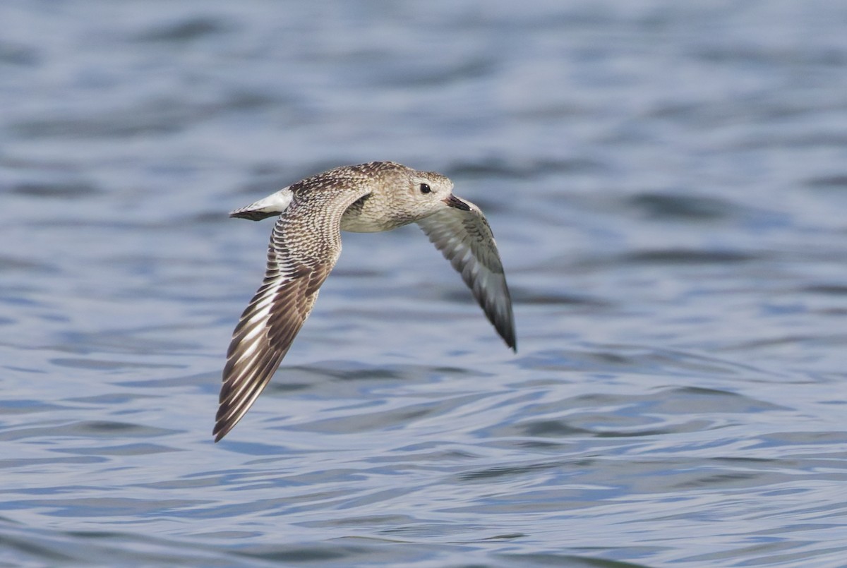 Сивка морська - ML647085049