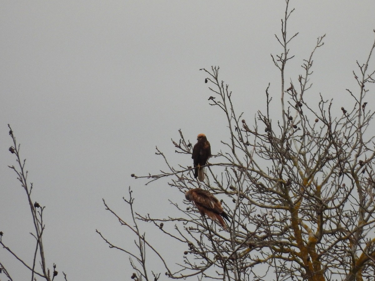 moták pochop - ML647085052