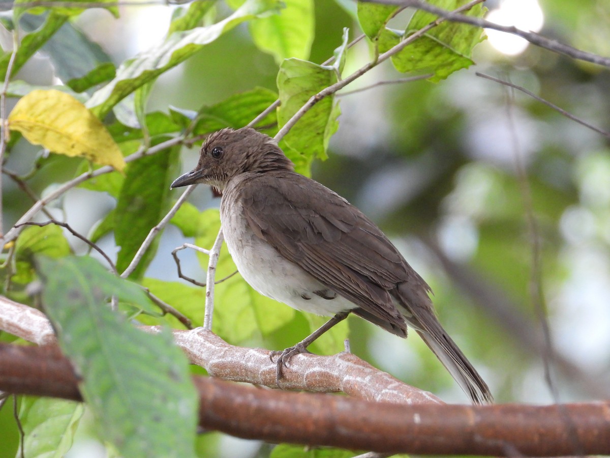 Black-billed Thrush - ML647085053