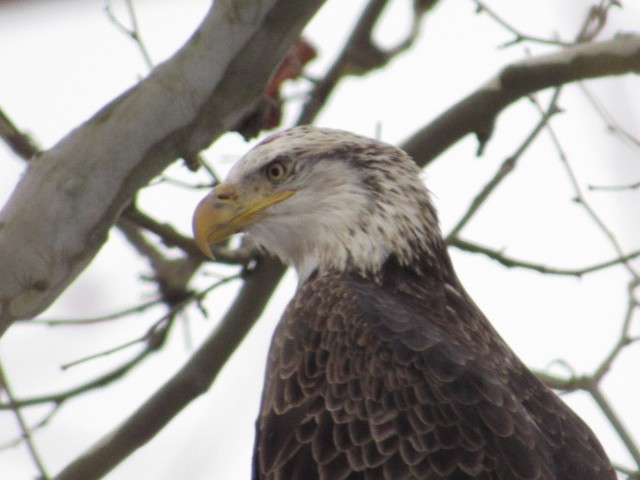 Bald Eagle - ML647085054