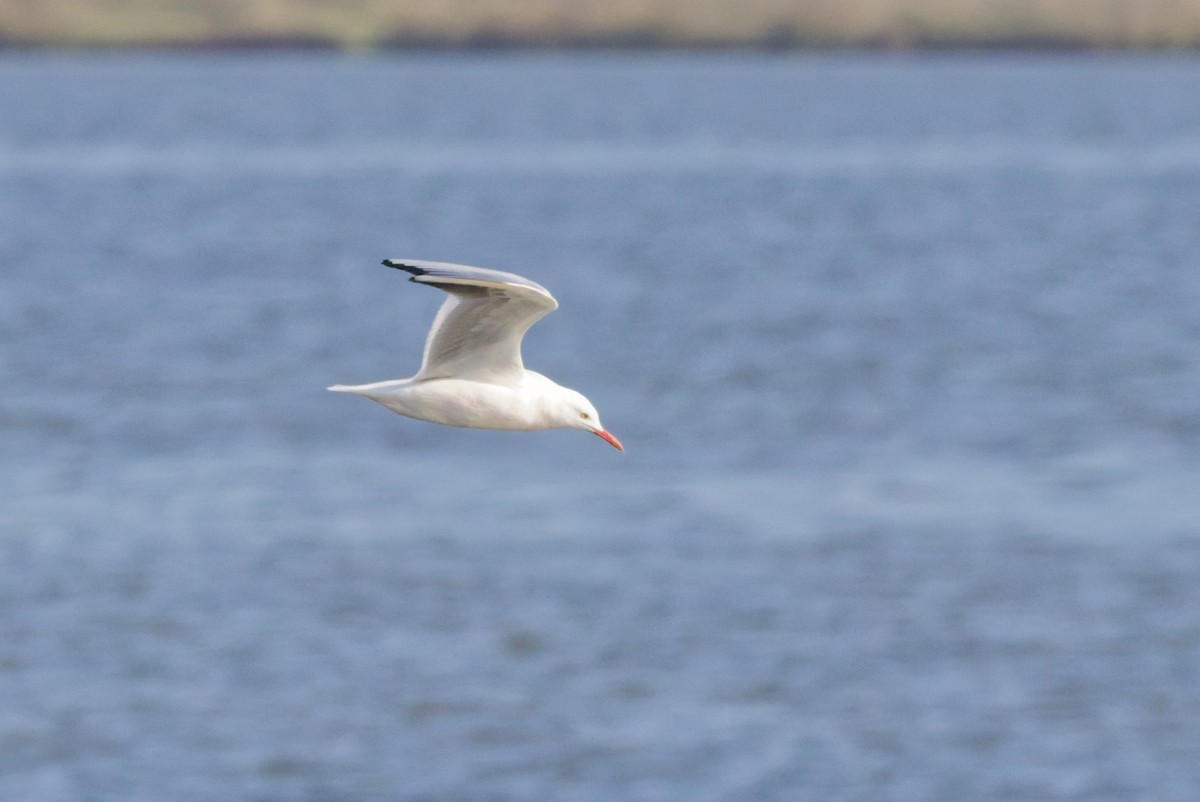 Slender-billed Gull - ML647085056